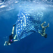 Load image into Gallery viewer, Aboriginal Mats Ningaloo Whale Shark Starwin
