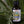 Load image into Gallery viewer, Starwin Social Enterprise, Kaizis Coconut Oil - Evening Primrose &amp; Lavender - 100ml
